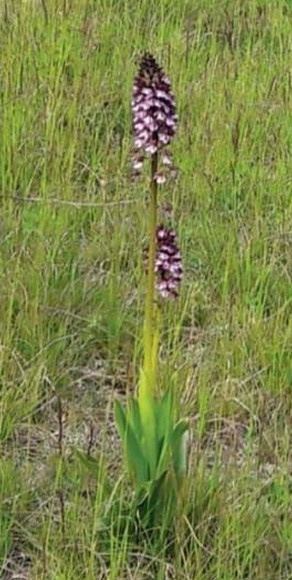 Le Orchidee di Salabue